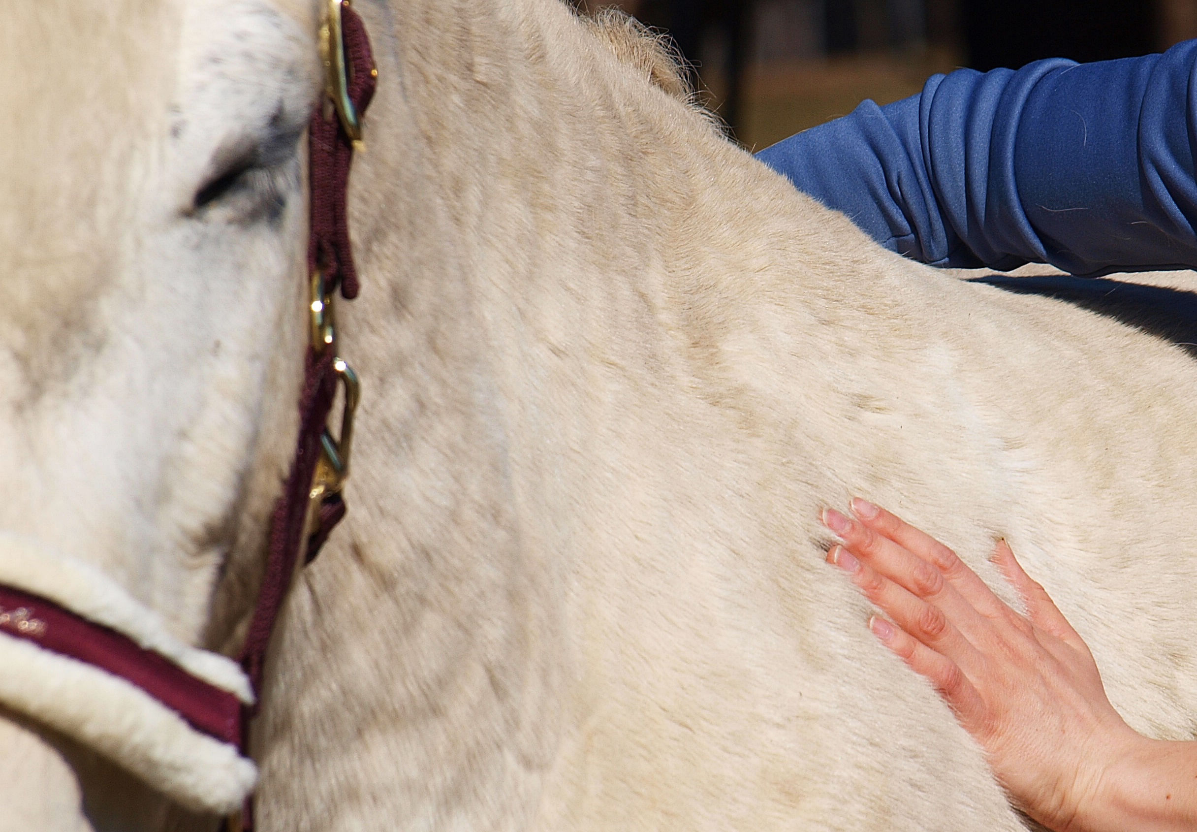Cranio Sacral Balancing & Energetische Körperarbeit